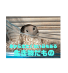 はむすたろう（個別スタンプ：9）
