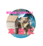 はむすたろう（個別スタンプ：10）