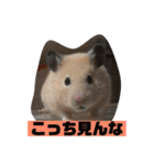 はむすたろう（個別スタンプ：18）