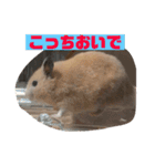 はむすたろう（個別スタンプ：21）