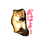 ぼくは琥珀☆（個別スタンプ：1）