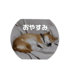 ぼくは琥珀☆（個別スタンプ：2）