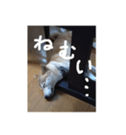 ぼくは琥珀☆（個別スタンプ：3）