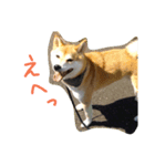 ぼくは琥珀☆（個別スタンプ：7）