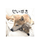 ぼくは琥珀☆（個別スタンプ：11）