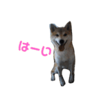 ぼくは琥珀☆（個別スタンプ：12）