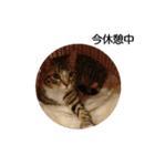 ベンガル日常（個別スタンプ：12）