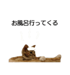 ベンガル日常（個別スタンプ：18）