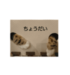 ベンガル日常（個別スタンプ：20）