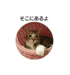 ベンガル日常（個別スタンプ：22）