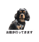 キャバリア まろくん Re.（個別スタンプ：12）