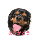 キャバリア まろくん Re.（個別スタンプ：19）