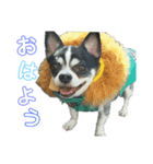 まいろ時々くるちゃん（個別スタンプ：1）