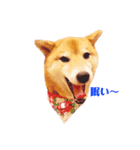 柴犬こなつスタンプ 1（個別スタンプ：2）