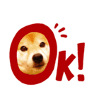 柴犬こなつスタンプ 1（個別スタンプ：3）