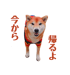 柴犬こなつスタンプ 1（個別スタンプ：4）