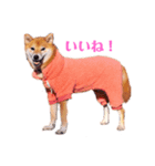 柴犬こなつスタンプ 1（個別スタンプ：5）
