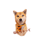 柴犬こなつスタンプ 1（個別スタンプ：7）