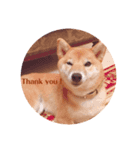 柴犬こなつスタンプ 1（個別スタンプ：8）