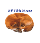 柴犬こなつスタンプ 3.（個別スタンプ：1）