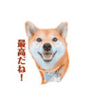 柴犬こなつスタンプ 3.（個別スタンプ：2）