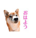 柴犬こなつスタンプ 3.（個別スタンプ：3）