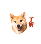 柴犬こなつスタンプ 3.（個別スタンプ：5）