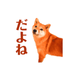 柴犬こなつスタンプ 3.（個別スタンプ：6）