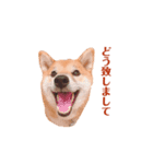 柴犬こなつスタンプ 3.（個別スタンプ：7）