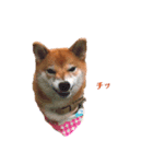 柴犬こなつスタンプ 3.（個別スタンプ：8）