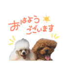 トイプードルまりんはる（個別スタンプ：4）