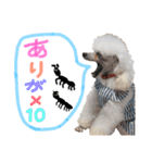 トイプードルまりんはる（個別スタンプ：6）