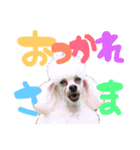 トイプードルまりんはる（個別スタンプ：7）