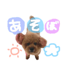 トイプードルまりんはる（個別スタンプ：11）