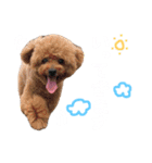 トイプードルまりんはる（個別スタンプ：14）