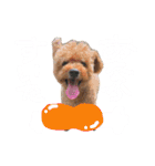 トイプードルまりんはる（個別スタンプ：25）