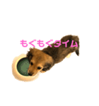 楽しい！悲しい！ダックス！（個別スタンプ：1）