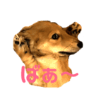 楽しい！悲しい！ダックス！（個別スタンプ：4）
