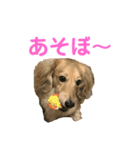 楽しい！悲しい！ダックス！（個別スタンプ：6）