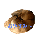 楽しい！悲しい！ダックス！（個別スタンプ：8）