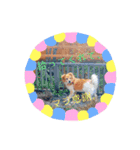平田家の天使達（個別スタンプ：14）