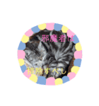 平田家の天使達（個別スタンプ：16）