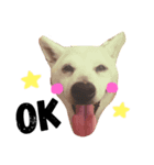 柴犬のさくらさん（個別スタンプ：1）