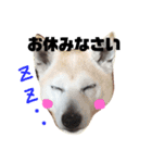 柴犬のさくらさん（個別スタンプ：2）
