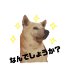 柴犬のさくらさん（個別スタンプ：3）