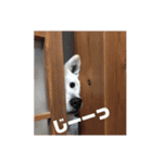柴犬のさくらさん（個別スタンプ：4）