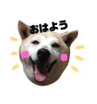 柴犬のさくらさん（個別スタンプ：5）