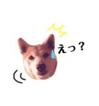 柴犬のさくらさん（個別スタンプ：6）