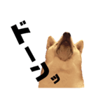 柴犬のさくらさん（個別スタンプ：7）