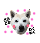 柴犬のさくらさん（個別スタンプ：8）